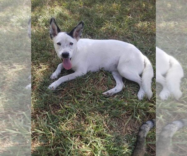 Medium Photo #1 Catahoula Leopard Dog-Unknown Mix Puppy For Sale in New York, NY, USA