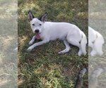 Small Catahoula Leopard Dog Mix