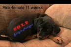 Small Photo #8 Rottweiler Puppy For Sale in WADSWORTH, OH, USA