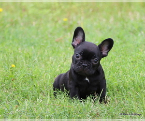 French Bulldog Litter for sale in WINNSBORO, TX, USA