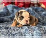 Small Photo #5 English Bulldog Puppy For Sale in OOLOGAH, OK, USA