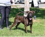 Small Boxer-Plott Hound Mix