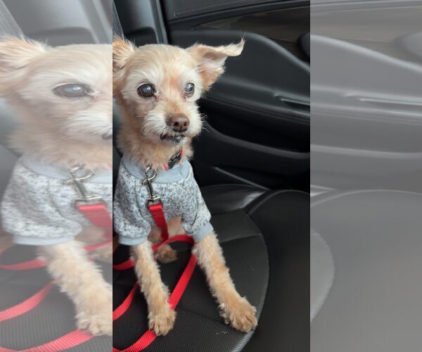 Medium Photo #8 Poodle (Toy) Puppy For Sale in Alexandria, KY, USA