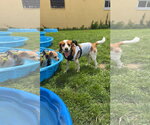 Small Photo #5 Beagle Puppy For Sale in Oakhurst, NJ, USA
