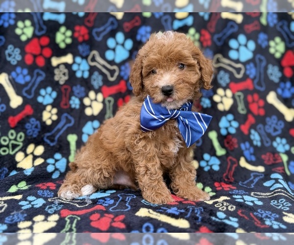 Medium Photo #9 Cavapoo (Miniature) Puppy For Sale in LAKELAND, FL, USA