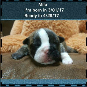 Medium Photo #1 Bulldog Puppy For Sale in LAREDO, TX, USA