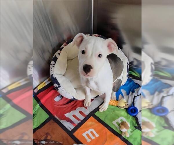 Medium Photo #1 American Pit Bull Terrier Puppy For Sale in Derwood, MD, USA