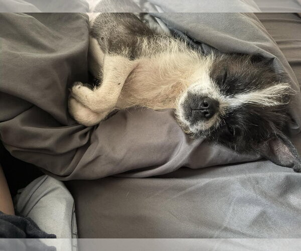 Medium Photo #3 Boston Terrier-Unknown Mix Puppy For Sale in Grafton, WI, USA