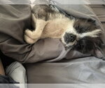Small #2 Boston Terrier Mix