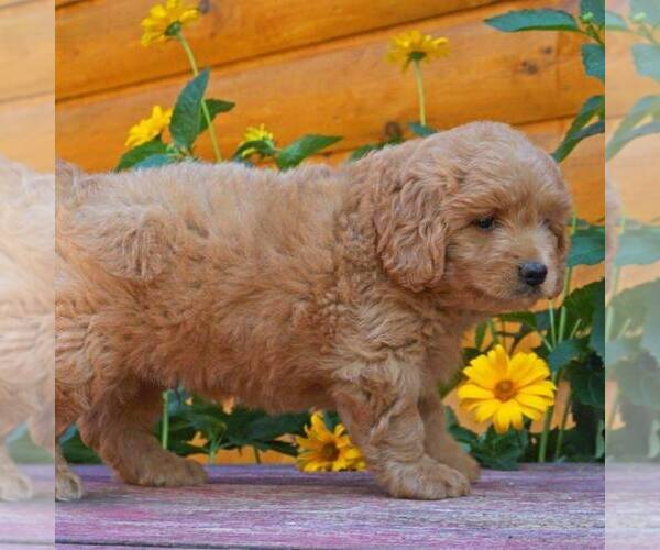 Medium Photo #5 Goldendoodle (Miniature) Puppy For Sale in WITHEE, WI, USA