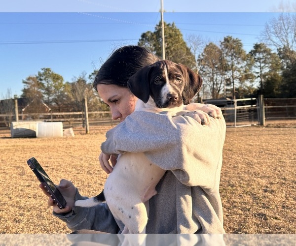 Medium Photo #3 German Shorthaired Pointer Puppy For Sale in LEXINGTON, SC, USA