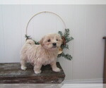 Small #1 Maltipoo (Miniature)