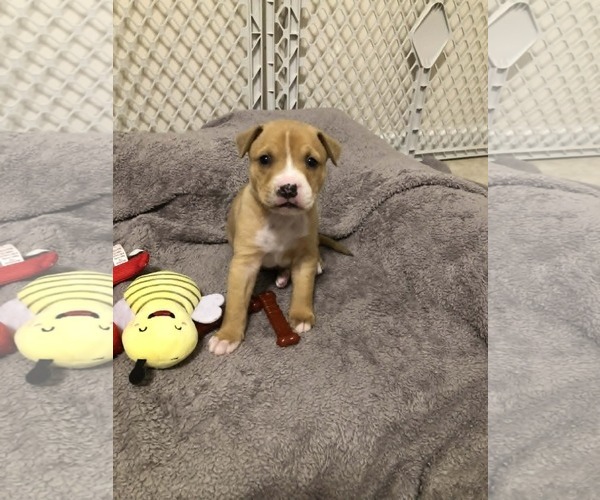 Medium Photo #2 Mutt Puppy For Sale in Holly Springs, NC, USA