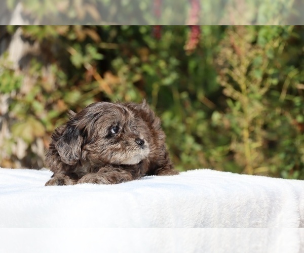 Medium Photo #27 ShihPoo Puppy For Sale in DYERSBURG, TN, USA
