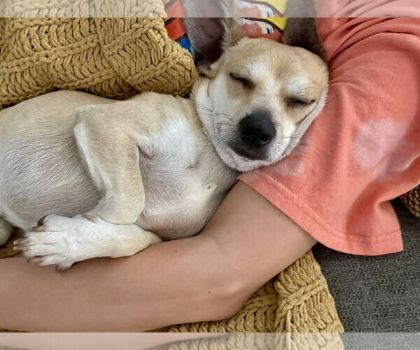 Medium Photo #8 Chihuahua Puppy For Sale in Sandy, UT, USA