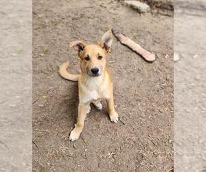 German Shepherd Dog Dogs for adoption in Parlier, CA, USA