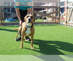 Small #2 American Pit Bull Terrier Mix