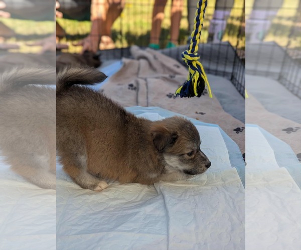 Medium Photo #6 Border Collie Puppy For Sale in Holly Springs, NC, USA