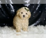 Small #1 Maltipoo