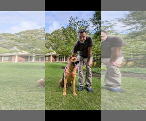 Archer - coming soon! - Male Mutt Dog for Adoption - Photo #2