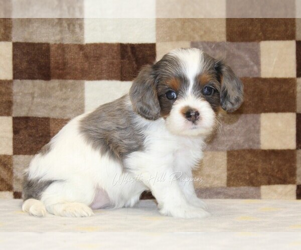 Medium Photo #1 Cavapoo Puppy For Sale in DENVER, PA, USA