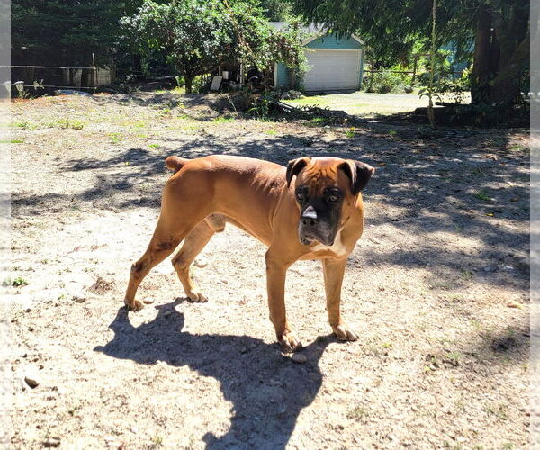 Medium Photo #2 Boxer Puppy For Sale in Stanwood, WA, USA