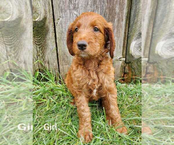 Medium Photo #1 Goldendoodle-Poodle (Standard) Mix Puppy For Sale in EPHRATA, PA, USA
