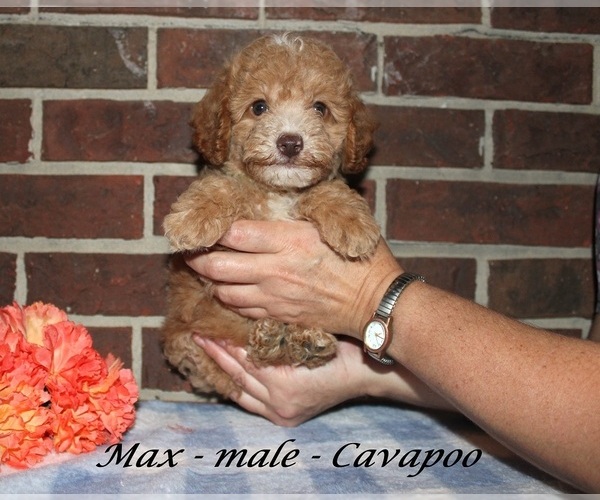 Medium Photo #2 Cavapoo (Miniature) Puppy For Sale in CLARKRANGE, TN, USA