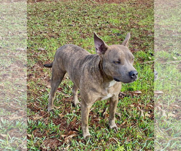 Medium Photo #2 American Pit Bull Terrier Puppy For Sale in Oakhurst, NJ, USA