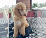 Puppy Pumpkin pie Poodle (Standard)