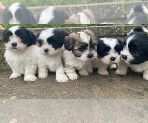 Shih Tzu Puppy for sale in SAN JOSE, CA, USA