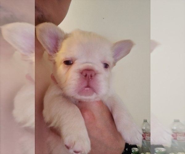 Medium Photo #29 French Bulldog Puppy For Sale in HIGHLAND VILL, TX, USA