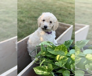 Goldendoodle Puppy for sale in SPENCER, IA, USA