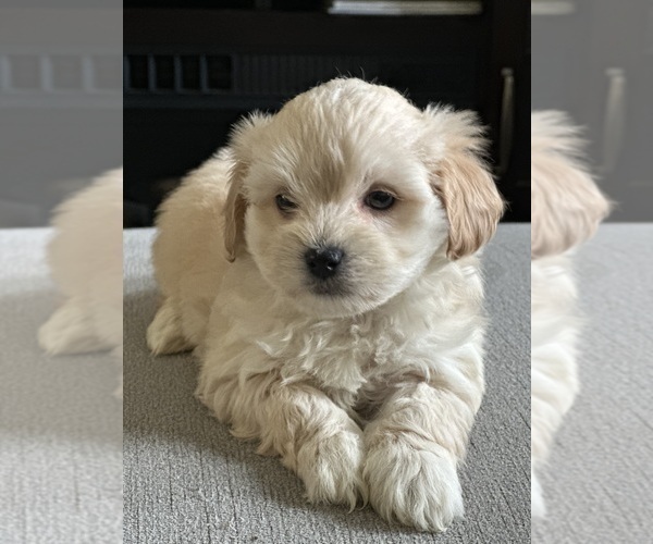 Medium Photo #2 Maltipoo Puppy For Sale in ALEXANDRIA, VA, USA