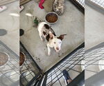 Small #1 Australian Shepherd Mix