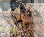 Small #2 Redbone Coonhound