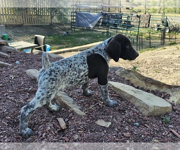 Medium Photo #9 German Shorthaired Pointer Puppy For Sale in EVANSVILLE, WY, USA