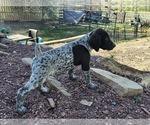 Small Photo #44 German Shorthaired Pointer Puppy For Sale in EVANSVILLE, WY, USA