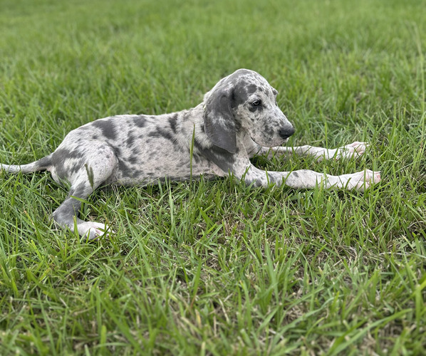 Medium Photo #3 Great Dane Puppy For Sale in HAMMOND, LA, USA