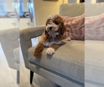 Small Photo #9 Cavapoo Puppy For Sale in LAS VEGAS, NV, USA