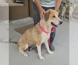 Agatha - Female Collie-Great Pyrenees Mix Dog for Adoption - Photo #4