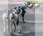 Small Photo #1 Great Dane Puppy For Sale in HOGANSVILLE, GA, USA