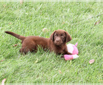 Small #3 Labrador Retriever