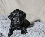 Small Photo #9 Schnoodle (Miniature) Puppy For Sale in AURORA, CO, USA