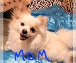 Small Photo #1 Pomeranian Puppy For Sale in CLARKSVILLE, TN, USA