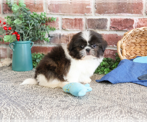 Medium Photo #21 Shih Tzu Puppy For Sale in SYRACUSE, IN, USA
