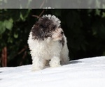 Small #11 Goldendoodle (Miniature)