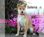 Puppy Selena Shiba Inu