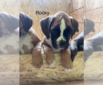 Small #3 Boxer