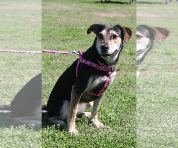 Medium Photo #1 Mutt Puppy For Sale in Munford, TN, USA